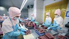 Enterprises proactively raw material source, tuna exports will reach US$1 billion