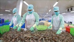 Many challenges for shrimp export in the second half of the year
