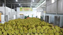 Favourable conditions in place for stronger fruit exports
