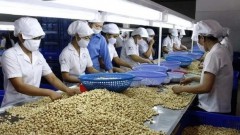 Vietnamese agricultural products, food expected for deeper engagement in global supply chain