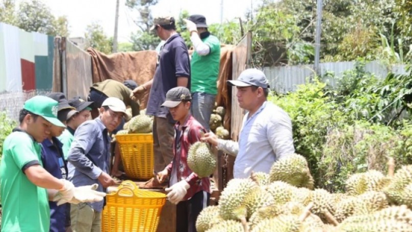 Unregulated durian cultivation: gamble for farmers, threat to market stability