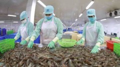 Vietnam's shrimp export rises in H1 but still faces competition