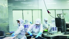 Enterprises seize tuna export opportunities