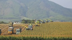 Lack of “locomotives” leading high-tech agricultural enterprises