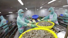 Shrimp companies seek to maintain exports in H2 amid fierce competition