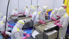 Vietnam’s mollusk exports rising: Association