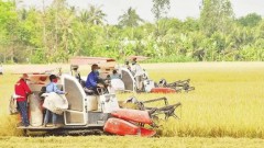 Mechanisms needed for rice industry to go circular: insiders