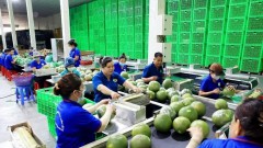 Fruit, vegetable exports expected to hit record in 2024
