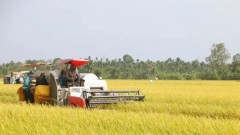 Vietnam's rice export prices now highest worldwide