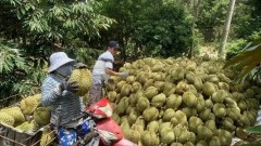 Vietnam targets green, organic, multi-value crop industry