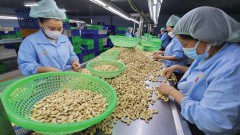 Opportunities to promote export of cashew nuts to the EU