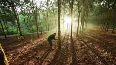 Vietnamese firms urged to quickly adapt to EU Deforestation Regulation