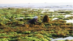 Tapping potential to sell seaweed-based carbon credits