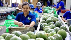 Standardising fruit quality can open up new markets for Vietnam: Insiders