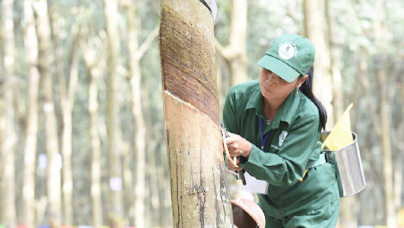 Vietnam rubber industry still has a lot of potential