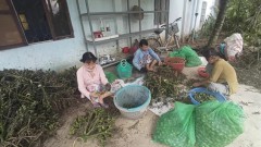 Prices of fresh areca nuts in Vietnam hit record highs due to Chinese demand