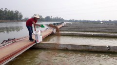 Hanoi develops quality farming models