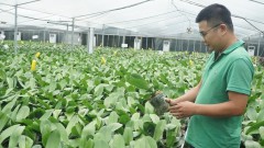 Suburban Hanoi accelerates OCOP development in co-ops and villages