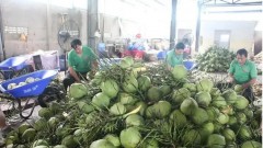 Fresh coconuts quenching new overseas markets