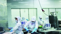 Many factors affecting tuna exports in the last months of the year