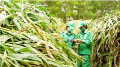 Green finance in Vietnam seeing both challenges, opportunities