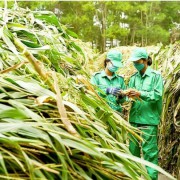 Green finance in Vietnam seeing both challenges, opportunities