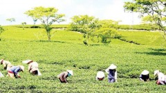 Tea industry faces low price trap