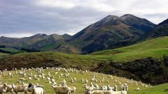 Boosting meat trade: Mongolia-Vietnam collaboration