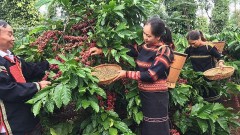 From the “abnormal” coffee price, worries about the new crop