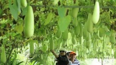 Agritourism needs opportunities to “take off”
