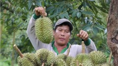 Vietnam’s fruit, vegetable exports likely to set new record in 2024