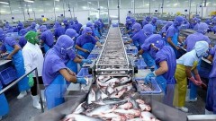 Seafood exports increase competitiveness through quality