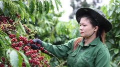Vietnam’s coffee exports possibly top 5 billion USD for first time