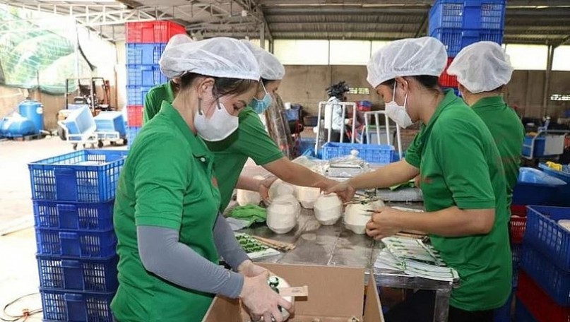 Opening of overseas markets boosts coconut exports