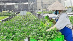 Hanoi: Maximum support for affiliating production and sustainable consumption of agricultural products