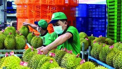 Paving the way for Vietnamese agricultural products in China