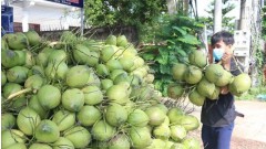 Vietnam’s coconut industry eyes billion-dollar markets