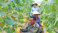 Hanoi promotes circular agriculture through technology transfer