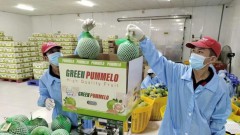 Agro-forestry-aquatic product exports see ample room for growth in 2025