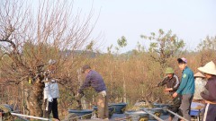 Hanoi's flower market flourishes ahead of Tet 2025