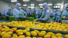 Vegetable, flower, fruit industry needs strong changes to thrive