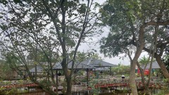 Effective development of urban agriculture on Hanoi's outskirts