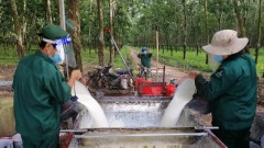 Price increases for&nbsp;rubber latex benefit TRC