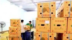 Vietnam’s exported durians face stricter regulation in China market
