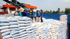 Vietnam's rice export predicted to face challenges in 2025