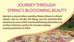 Journey through spring&#039;s blossoming beauty