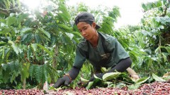 Vietnamese coffee elevated on global stage