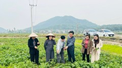 Diverse and effective agricultural extension models developed in Hanoi