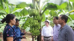 Hanoi to build more fruit brands by 2025