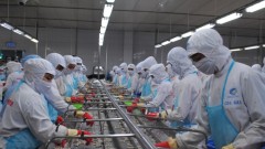 Trade war unlikely to hurt Vietnam agricultural exports